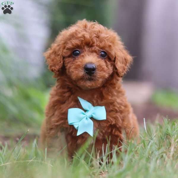 Auburn, Miniature Poodle Puppy